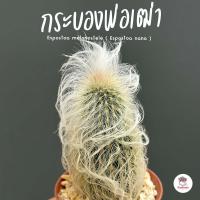 ราคา กระบองพ่อเฒ่า Espostoa melanostele Espostoa nana แคคตัส กระบองเพชร cactus succulent (5208404090)