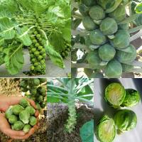 ราคา กะหล่ำดาว กระหล่ำจิ๋ว Brussels Sprouts บรรจุชุดละ 100 250 เมล็ด ซอง (21411558621)