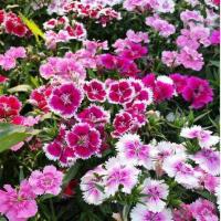 ราคา เมล็ดดอกผีเสื้อ คละสี ดอกผีเสื้อ ราคาถูก ปลูกง่าย ดอกสวยมาก ซื้อ10แถม1 คละได้ (22759579225)