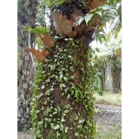 ราคา เฟิร์นเกล็ดนาคราชขนาดครึ่งกิโลกรัมราคา30บาท (21582641894)