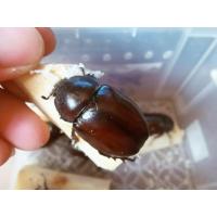 ราคา ตัวเมียชิงๆไม่ผ่านการผสม ด้วงกวา่งชนไทยขนาดเล็ก 1 ตัว (22731084483)