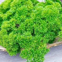 ราคา 100 เมล็ด พาร์สลีย์ ผักชีฝรั่ง เครื่องเทศฝรั่ง Parsley Seeds (21741229440)