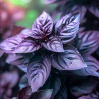 ราคา 100 เมล็ด โหระพาอิตาเลี่ยน ผักสวนครัวฝรั่ง (21805351251)