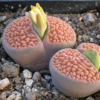 ราคา 15 เมล็ด ไลทอป กระบองเพชร ไม้อวบน้ำ กุหลาบหิน แคคตัส Living Stones Lithops Castus สายพันธุ์ hookeri (19905252732)