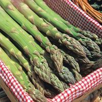 ราคา 15 เมล็ด หน่อไม้ฝรั่ง สายพันธุ์นำเข้า Asparagus Seeds (21729789308)