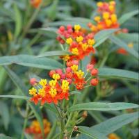 ราคา 20 เมล็ด ดอกไม้ ไฟเดือนห้า ตะวันยอแสง ต้นไม้ดึงดูดผีเสื้อ สีแดงส้ม Asclepias curassavica Seeds (22068201219)