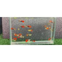 ราคา หางนกยูง มี1คู่และแยกผู้ เมีย ซานต้าครอส หูช้างเรดเทล เรดเทลแดงๆปลาหางนกยูงปลาหางนกยูง รวมสายพันธุ์ยอดนิยมบ่อบัว นกยูงทุกกล่อง (22760087843)