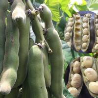 ราคา 5 เมล็ด ถั่วครก ถั่วขอ ถั่วขอในภาคอิสาน ถั่วมะขาม Velvet Bean White Flower (22706949649)