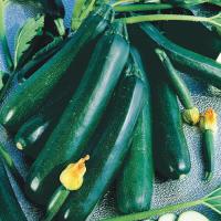 ราคา 10 เมล็ด ซูกินี ป็นพืช ตระกูลแตง Zucchini (21741247436)