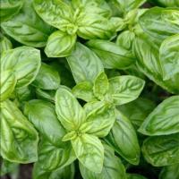 ราคา 100 เมล็ด โหระพาอิตาเลี่ยน ผักสวนครัวฝรั่ง (21805351250)