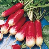 ราคา 50 เมล็ด แรดิช ผักกาดหัว หัวผักกาดฝรั่ง ผักท้ายครัว Radish Seeds (21734252630)