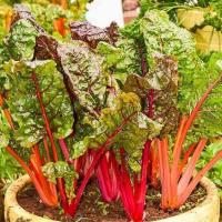 ราคา 20 เมล็ด บีท สวิสชาร์ด มิกซ์สตาร์ Beet Swiss Chard Mix Star (21805582415)