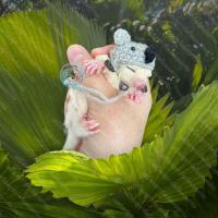 ราคา V หมวกไหมพรม จิ๋ว มินิ หมวกจิ๋ว หมวกมินิ หมวก สัตว์เล็ก ชูการ์ กระรอก แฮมสเตอร์ ดอร์เมาส์ ชูก้า เสื้อ ชุด เสื้อผ้า (14907033510)