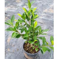 ราคา ต้นไทรเกาหลีทำรั้ว กระถาง 6 นิ้ว ส่งพร้อมกระถาง (22485111674)