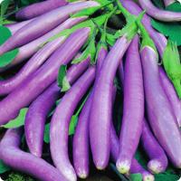 ราคา 100 เมล็ด เมล็ดผัก มะเขือ ผักคู่สวนครัวไทย เหมาะแก่การทำสวน Eggplant Vegetable Seeds สายพันธุ์ มะเขือ ยาว สี ม่วง (21357373951)