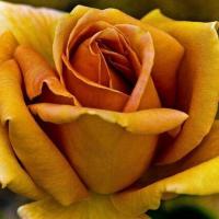 ราคา 5 เมล็ด Rose Seeds กุหลาบ ดอกใหญ่ ไม้พุ่ม ไม้เลื้อย ล้อมรั้ว สายพันธุ์ Vienna Charm ดอกสีเหลืองทอง (20646965913)