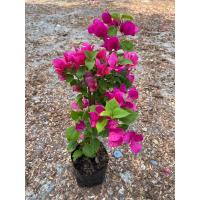 ราคา เฟื่องฟ้า ออกดอกแล้ว สุ่มคละสี 5 10ต้น ราคาถูก ขนาดถุงดำ 4นิ้ว สูง 30 40 cm ไม้ดอก ไม้ประดับ ไม้มงคล Bougainvillea (22097993209)