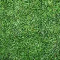 ราคา 1000 เมล็ด หญ้านวลน้อย Manila Grass เมล็ดหญ้า ปลูกประดับสวน หญ้าจริง (22566196027)