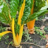 ราคา 20 เมล็ด สวิสชาร์ด ก้านเหลือง ผักสวิสชาร์ด Swiss Chard (22178394186)