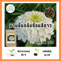 ราคา เมล็ดพันธุ์ดอกบานชื่นกลีบซ้อนสีขาว บรรจุ 300 เมล็ด (21037802383)