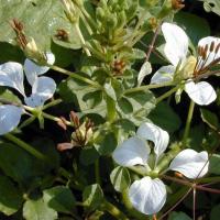 ราคา 500 เมล็ด ผักเสี้ยน ผักเสี้ยนขาว ผักส้มเสี้ยน ผักเสี้ยนผีจีน Cleome gynandra L (21915881867)