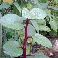 ราคา 20 เมล็ด ผักปลังแดง ผักปลังใหญ่ ผักปั๋ง โปเด้งฉ้าย เมล็ดผัก ปลอดสาร Garden Vegetables Seeds (21817018947)