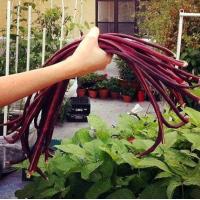 ราคา 50 เมล็ด ถั่วฝักยาว ถั่วพุ่ม ถั่วม่วง ถั่งนิโกร ผักสวนครัว NON GMO ผักออแกนิค Yard Long Bean seeds (21822703661)