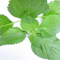 ราคา 100 เมล็ด ใบยี่หร่า Shrubby basil สมุนไพรฝรั่ง เครื่องเทศ เมล็ดผัก ปลอดสาร Garden Vegetables (21824175295)