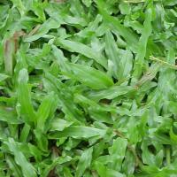 ราคา 1000 เมล็ด หญ้ามาเลย์ หญ้ามาเลเซีย ใช้ปูสนามหญ้าพื้นสวน Grass Seeds (22557900763)
