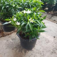 ราคา ต้นพุดศุภโชค มาพร้อมกระถางพร้อมตั้ง (17295971143)