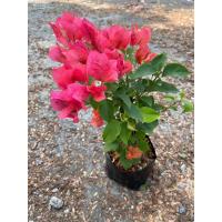 ราคา เฟื่องฟ้า ออกดอกแล้ว สุ่มคละสี 5 10ต้น ราคาถูก ขนาดถุงดำ 4นิ้ว สูง 30 40 cm ไม้ดอก ไม้ประดับ ไม้มงคล Bougainvillea (22097993214)