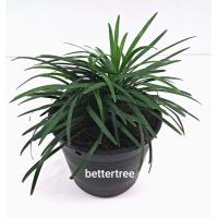 ราคา ต้นหนวดปลาดุกแคระ กระถางขนาด 4 นิ้ว ต้นไม้ ต้นไม้คลุมดิน ต้นไม้ฟอกอากาศ plant (3877288700)