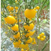 ราคา มะเขือเทศสีเหลือง30ชิ้น (22658799623)