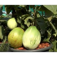 ราคา มะเขือเปราะยักษ์ หยกภูพาน 50 เมล็ด (21956259782)