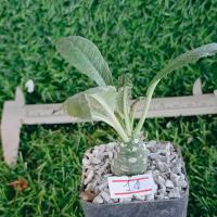 ราคา มะพร้าวทะเลทราย แคคตัส กระบองเพชรจิ๋ว จัดส่งทั้งกระถาง (22697440390)