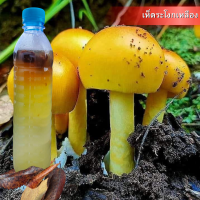 ราคา เชื้อเห็ด ระโงกเเดง โปร5แถม1 น้ำเชื้อเห็ดระโงกในสภาพปลอดเชื้อ เชื้อบริสุทธิ์ เส้นใยแข็งแรง (22166503856)