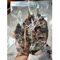 ราคา ว่านพญาจงอาง หัวล้วนหรือติดส่วนต้น แก้วหน้าม้าป่า ไม้มงคล ใช้ป้องกันงูและสัตว์มีพิษ บอนพญาจงอาง (12831637718)