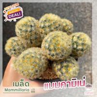 ราคา เมล็ดแมมขน ชุด10เมล็ด เก็บใหม่ แมมขนนก ขนแกะ ขนแมว ขนนกเหลือง คามิเน่ นกขาวญี่ปุ่น ดอกชมพู ขาว เขียว แมมมิลลาเลีย (11216056021)