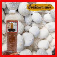 ราคา เชื้อเห็ด เห็ดเผาะหนัง หัวเชื้อเข้มข้น100 อัตตราการเกิดสูงมาก เชื้อใหม่ 600ml หัวเชื้อ250มล เชื้อเห็ด (22207780623)