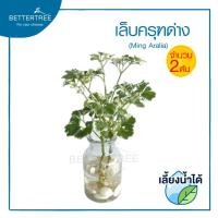 ราคา เล็บครุฑด่าง จำนวน 2 ต้น เลี้ยงน้ำได้ ไม้ฟอกอากาศ ไม้มงคล (22695854723)