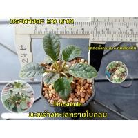 ราคา 10 บาท แคคตัส กระบองเพชร ไม้อวบน้ำ ขนาด 3 5 ซม กระถาง2นิ้ว ต้นละ 10 20 บาท จัดส่งทั้งกระถาง (22182861727)