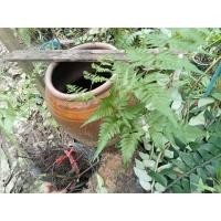 ราคา เฟิร์นนาคราชสวยมากชุด10ต้นถอน (18528470685)