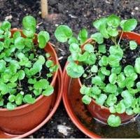 ราคา เมล็ดพัน ธุ์ วอเตอร์ เครส แท้ สลัดน้ำ 100 200 เมล็ด watercress (21956521081)