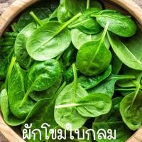 ราคา ผักโขมใบกลมถูกที่สุด 10บ พันธุ์ผักโขมใบกลม100งอกง่ายโตไว พุ่มใหญ่ทานอร่อย (21177446987)