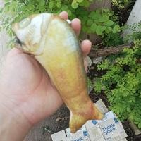 ราคา พวงกุญแจปลา พวง ปลาแฟชั่นเก๋ๆน่ารักๆ (22347073841)