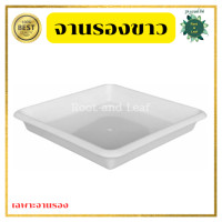 ราคา กระถางเหลี่ยมทรงเพชร ขนาด 9 นิ้ว กระถางต้นไม้พลาสติก กระถางมินิมอล ตกแต่งบ้าน แต่งคอนโด แต่งคาเฟ่ พร้อมส่ง (22381246575)