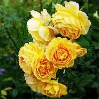 ราคา เถาวัลย์ปีนกุหลาบกุหลาบกุหลาบกุหลาบดอกสีรุ้งเถาในร่มไม้กระถางสวนดอกไม้สี่ฤดู (21306429040)