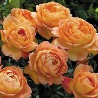 ราคา เถาวัลย์ปีนกุหลาบกุหลาบกุหลาบกุหลาบดอกสีรุ้งเถาในร่มไม้กระถางสวนดอกไม้สี่ฤดู (21306429043)