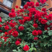 ราคา เถาวัลย์ปีนกุหลาบกุหลาบกุหลาบกุหลาบดอกสีรุ้งเถาในร่มไม้กระถางสวนดอกไม้สี่ฤดู (21306429027)