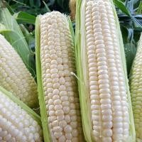 ราคา รวมเมล็ดพันธุ์ข้าวโพด เมล็ดพันธุ์ข้าวโพด ข้าวโพดหวาน ข้าวโพดเทียนรวม ข้าวโพดข้าวเหนียวดำ นิลสยาม หวานละไม 30 35 เมล็ดต่อซอง (22435137442)